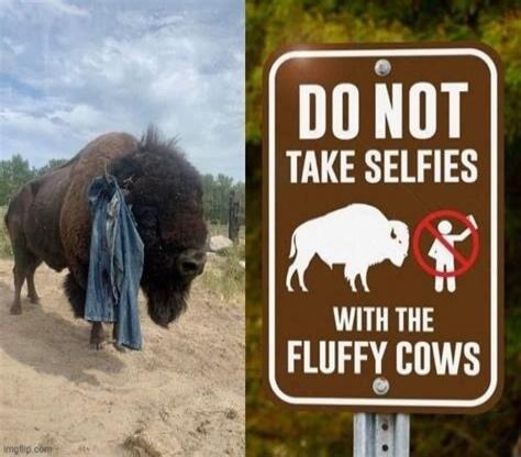 A bison with blue jeans hanging on its horns, standing next to a sign that reads: 