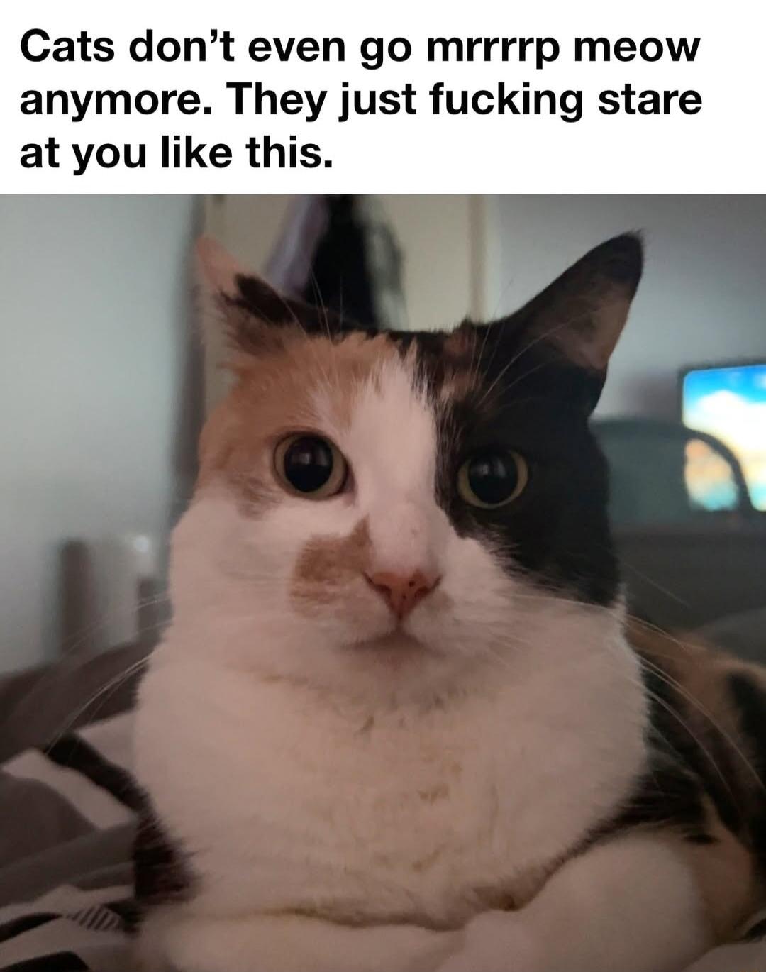 Cats dont even go mrrrrp meow anymore They just fucking stare at you like this