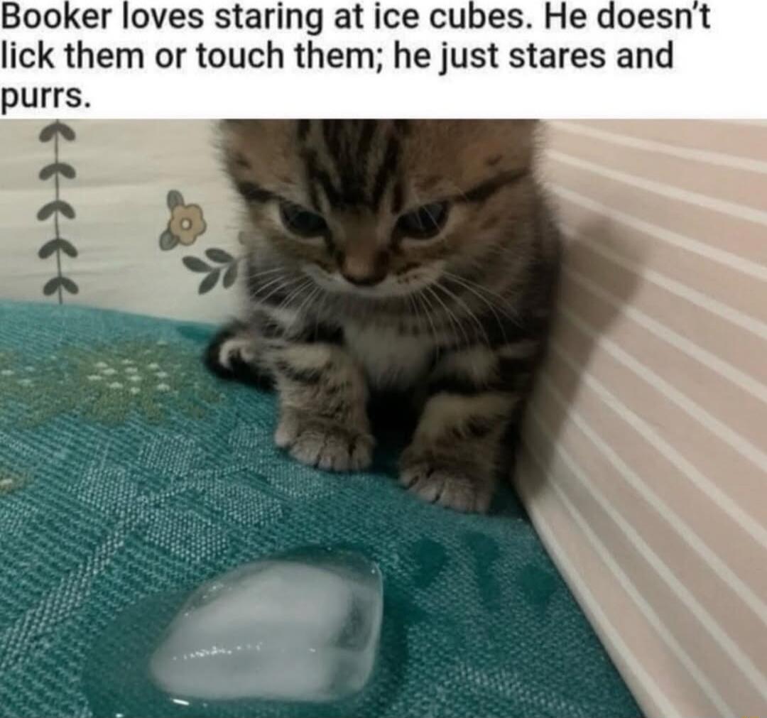 Booker loves staring at ice cubes. He doesn’t lick them or touch them; he just stares and purrs.