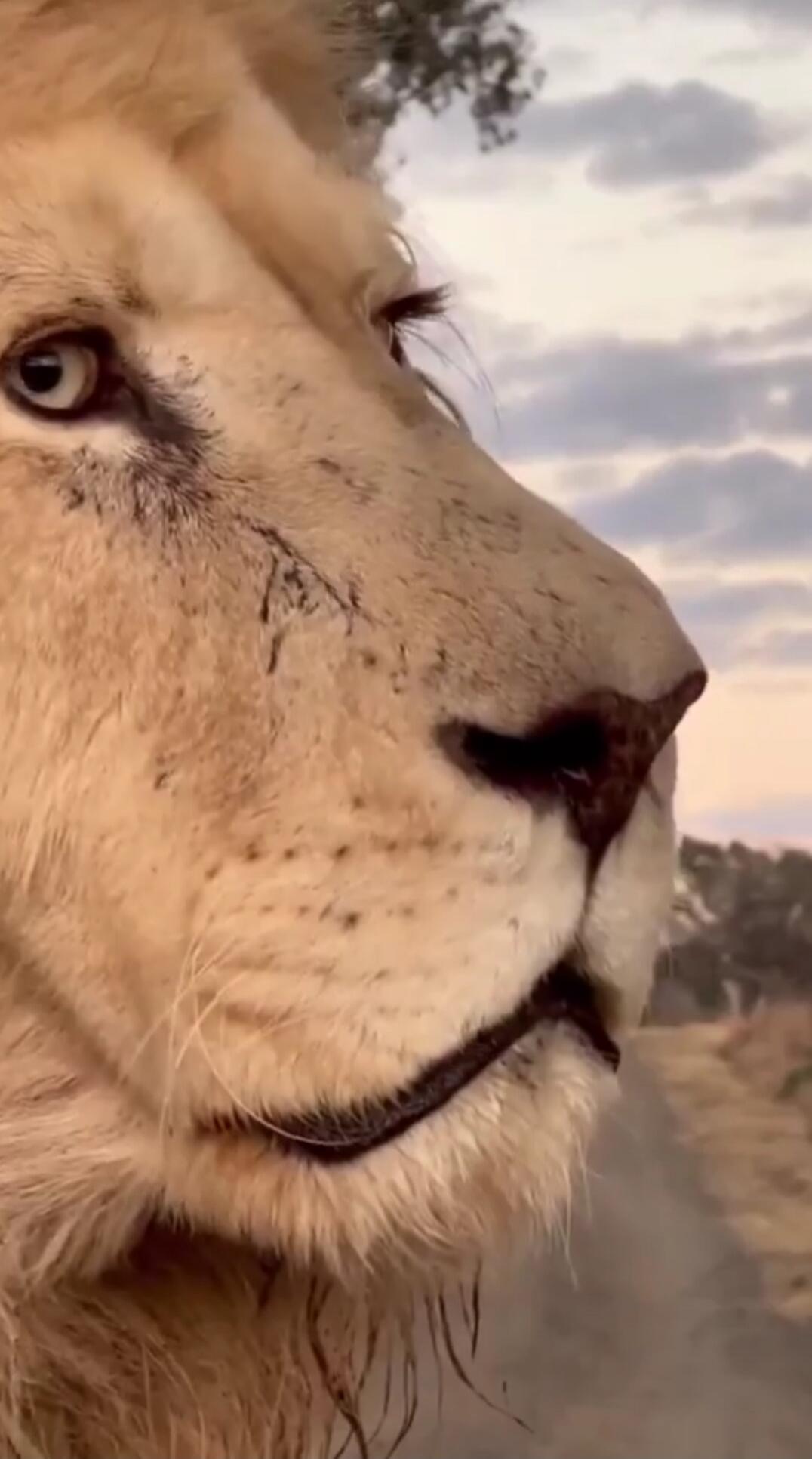 Close-up of a lion's face.