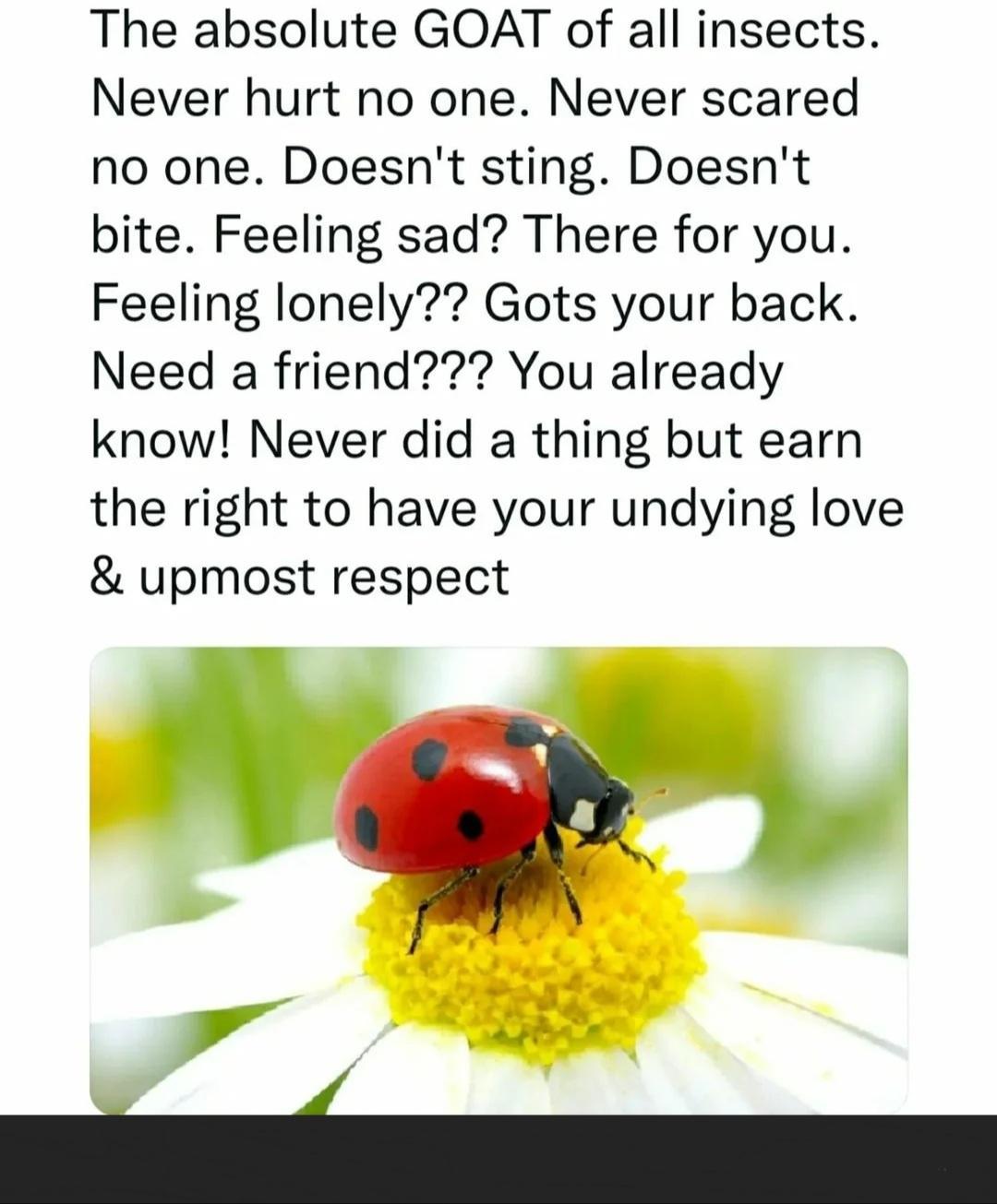 The absolute GOAT of all insects Never hurt no one Never scared no one Doesnt sting Doesnt bite Feeling sad There for you Feeling lonely Gots your back Need a friend You already know Never did a thing but earn the right to have your undying love upmost respect