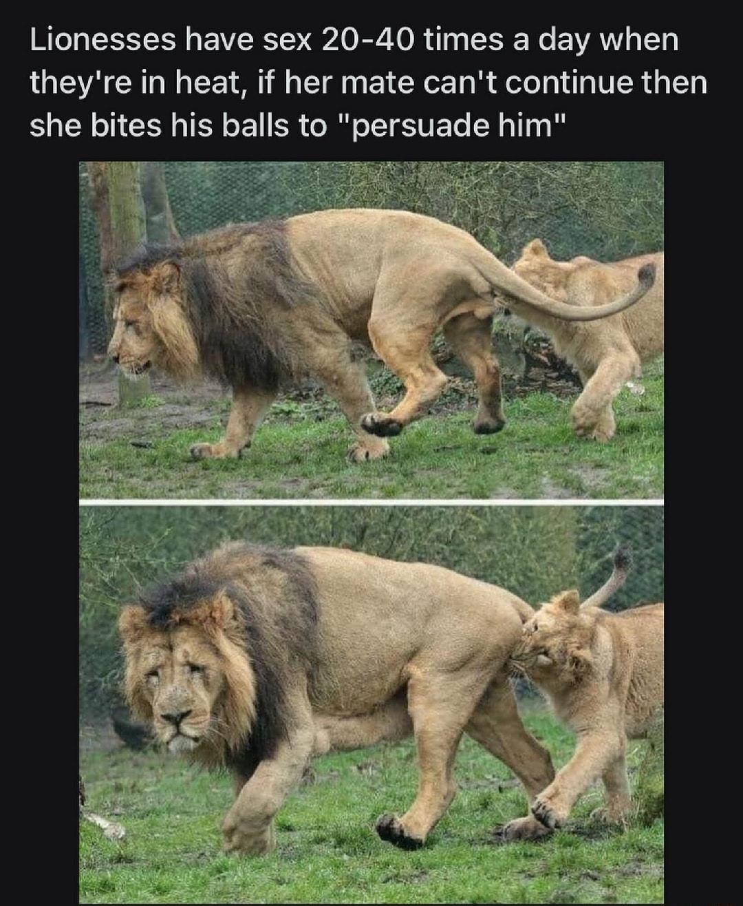 Lionesses have sex 20 40 times a day when theyre in heat if her mate cant continue then she bites his balls to persuade him