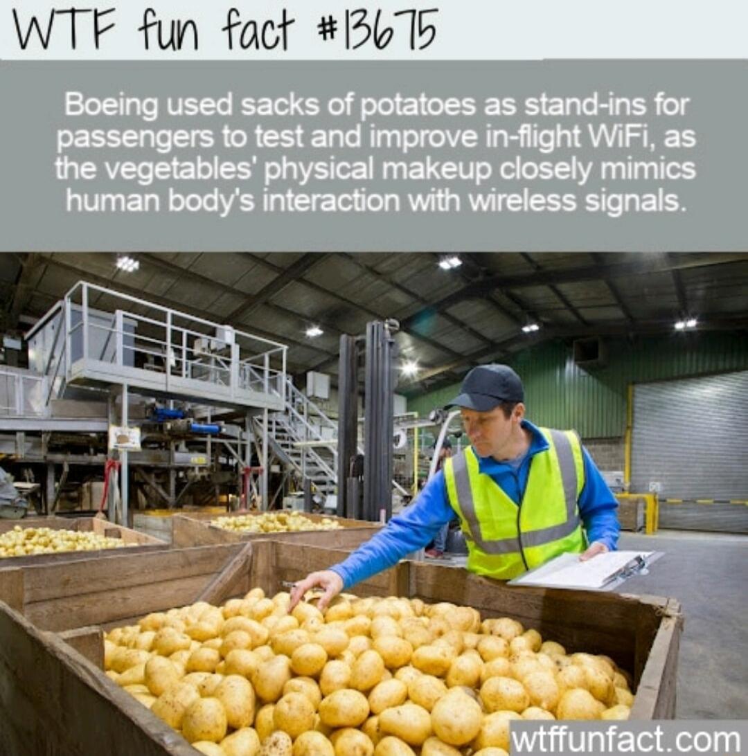 WTF fun fact B6To