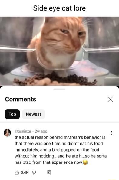 Side eye cat lore Te Newest osninxe 2w ago the actual reason behind mrfreshs behavior is that there was one time he didnt eat his food immediately and a bird pooped on the food without him noticingand he ate itso he sorta has ptsd from that experience now 2 64K GF