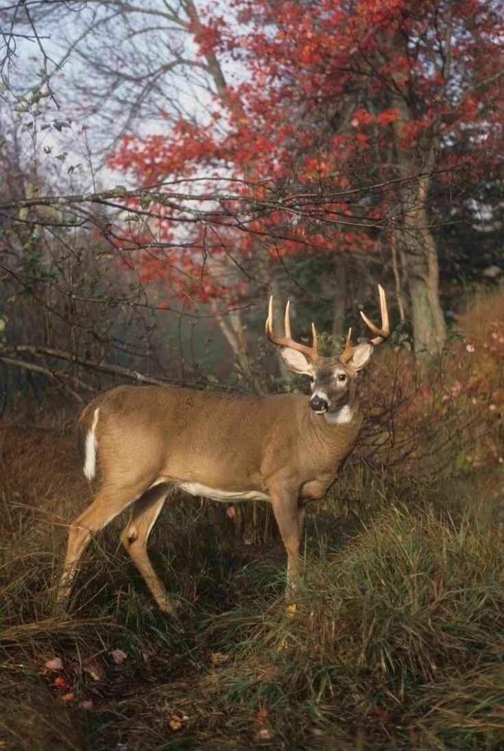 A deer standing in a forest with autumn foliage.