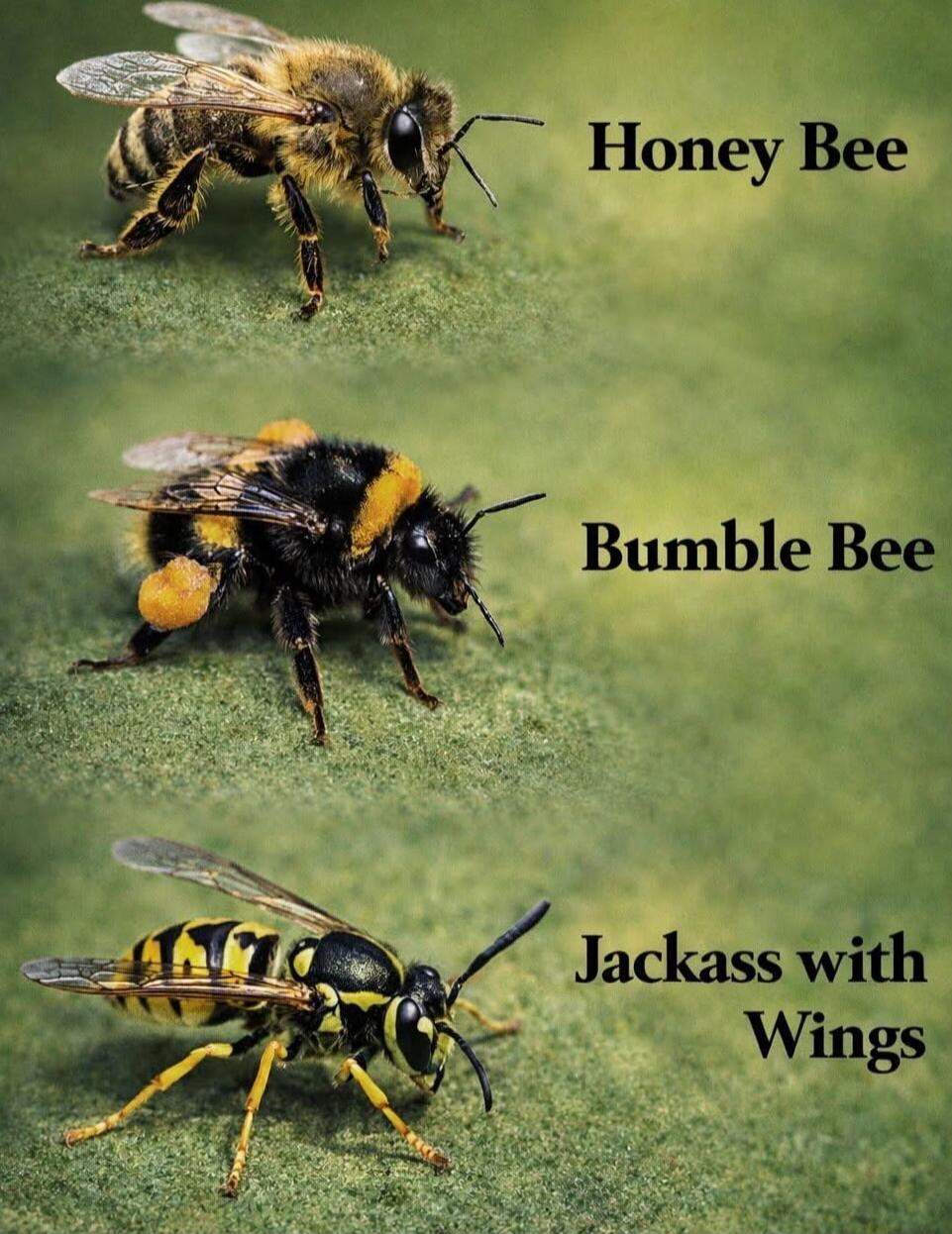 Honey Bee
Bumble Bee
Jackass with Wings