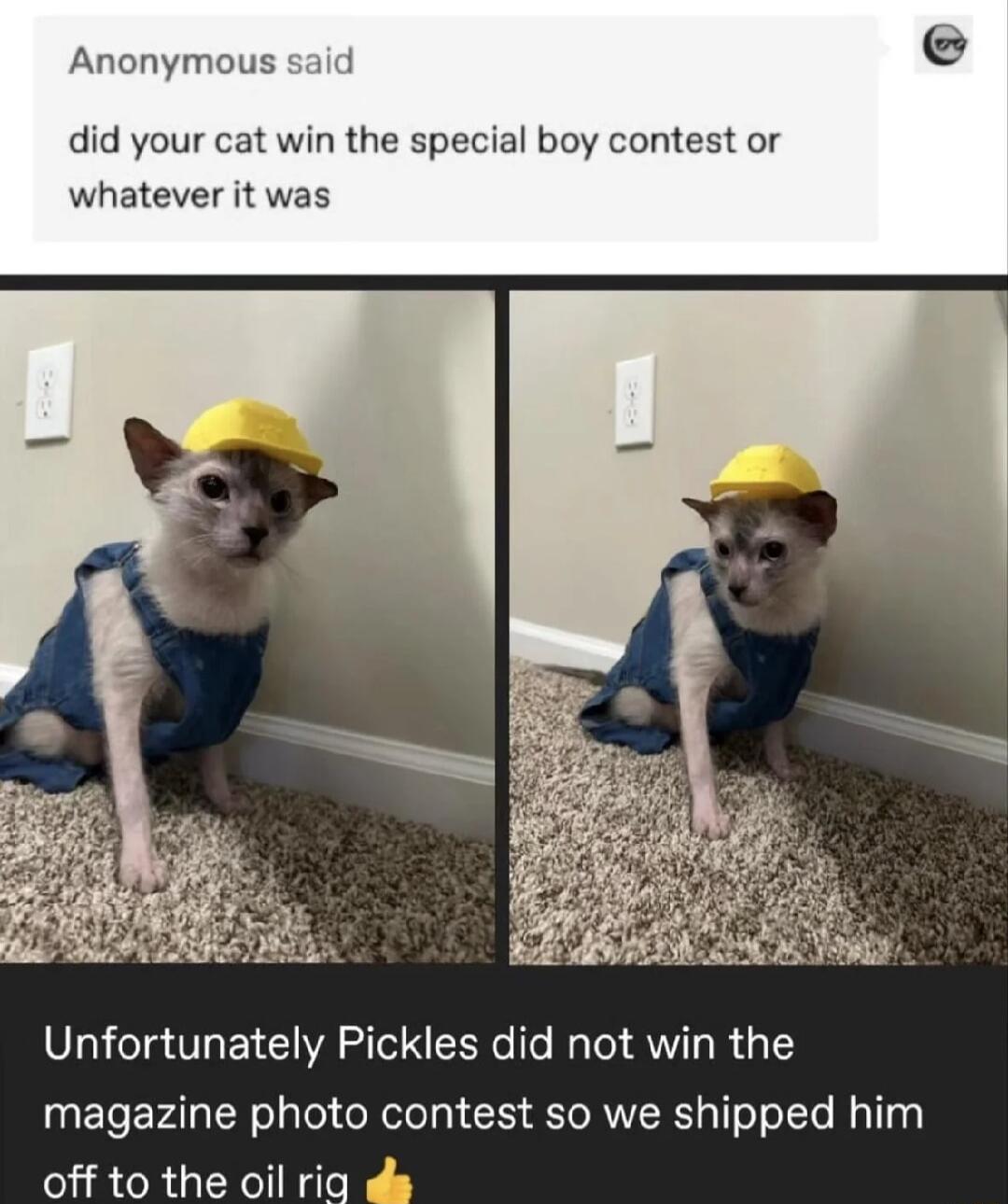Anonymous said did your cat win the special boy contest or whatever it was Unfortunately Pickles did not win the magazine photo contest so we shipped him off to the oil rit