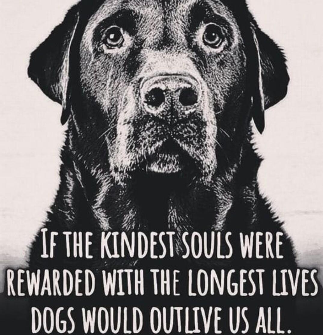 R A IF THE KINDESTSOULS WERE REWARDED WITH THE LONGEST LLVES DOGS WOULD OUTLIVE US ALL