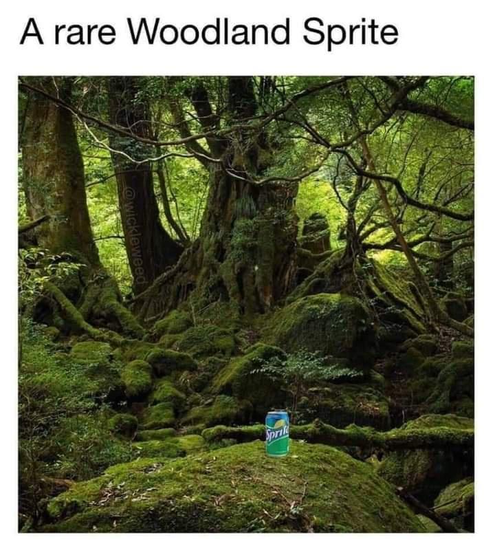 A rare Woodland Sprite