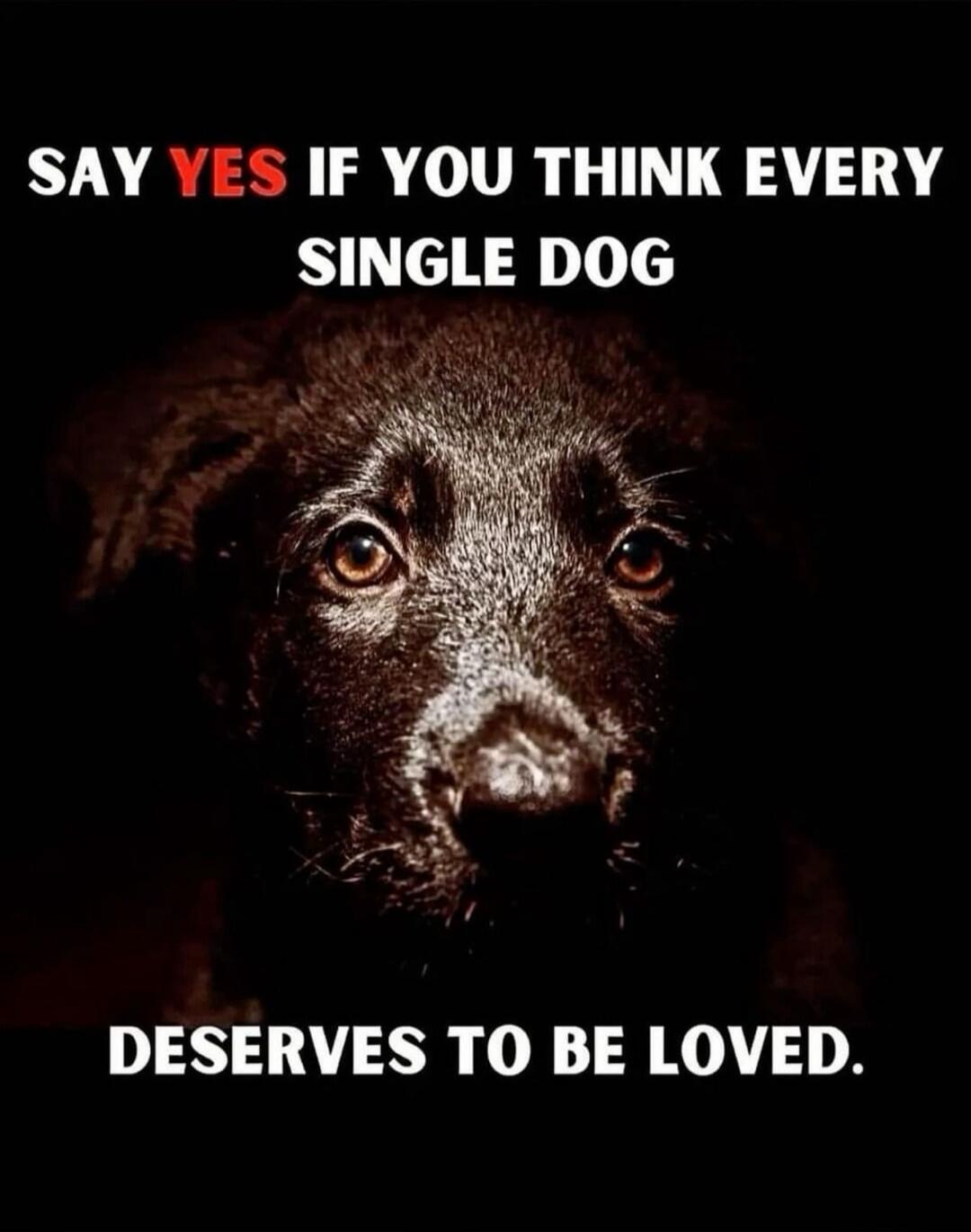 SAY YES IF YOU THINK EVERY SINGLE DOG DESERVES TO BE LOVED.