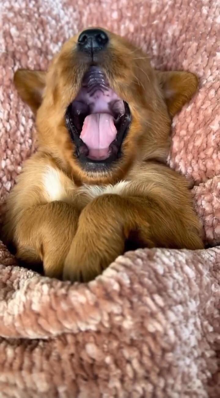 A small puppy yawning while wrapped in a pink fluffy blanket.
