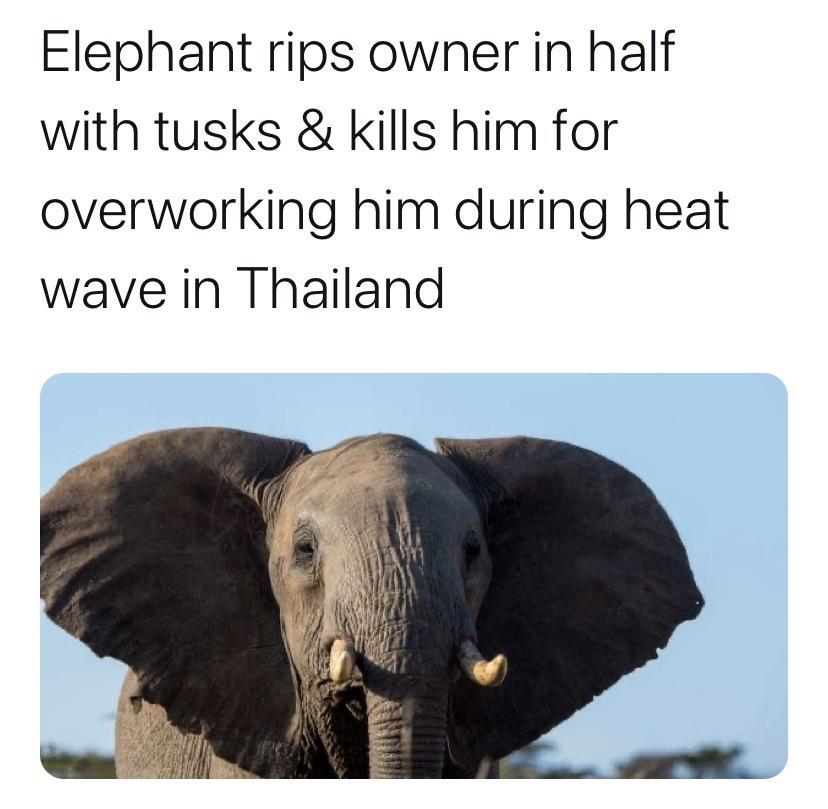 Elephant rips owner in half with tusks kills him for overworking him during heat wave in Thailand