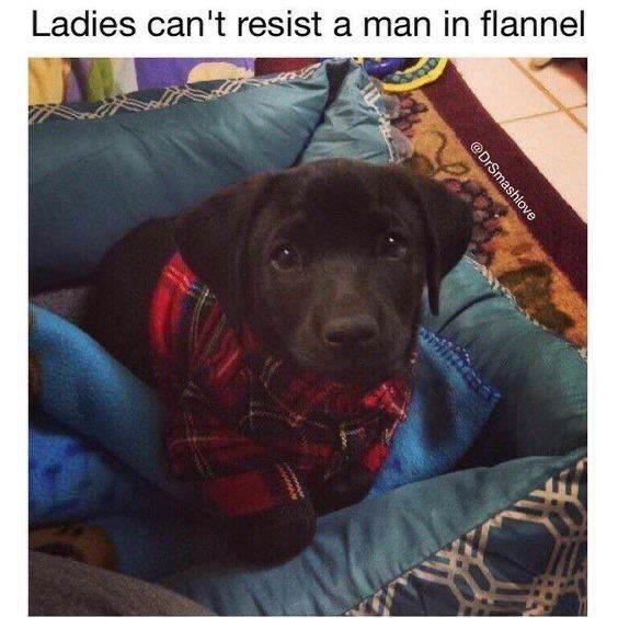 Ladies cant resist a man in flannel