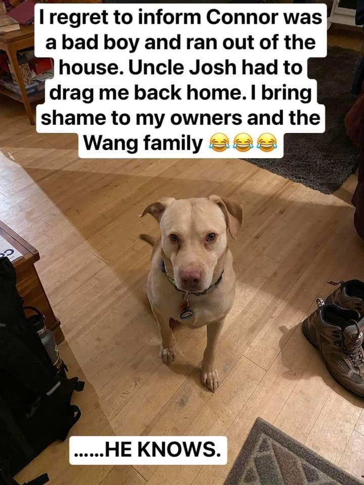 I regret to inform Connor was a bad boy and ran out of the house Uncle Josh had to drag me back home bring shame to my owners and the Wang family