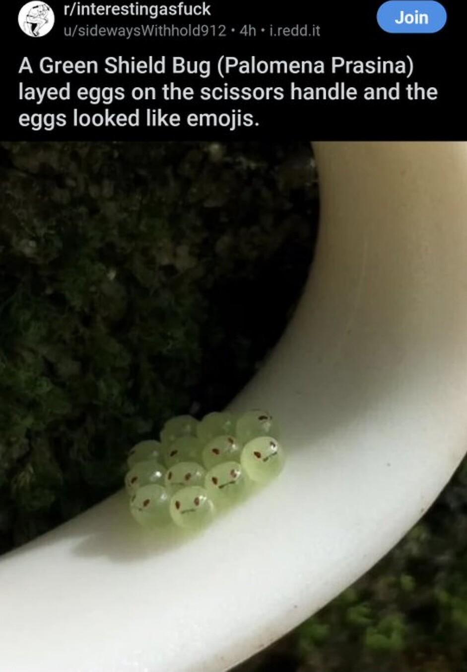 o rinterestingasfuck YNGR N CENTR O ER Y E RN E layed eggs on the scissors handle and the eggs looked like emojis