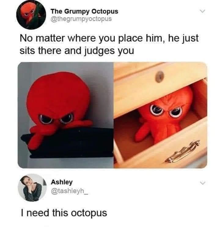 0 The Grumpy Octopus No matter where you place him he just sits there and judges you need this octopus