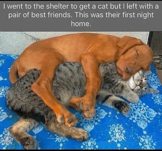 went to the shelter to get a cat but left with a pair of best friends This was their first night home