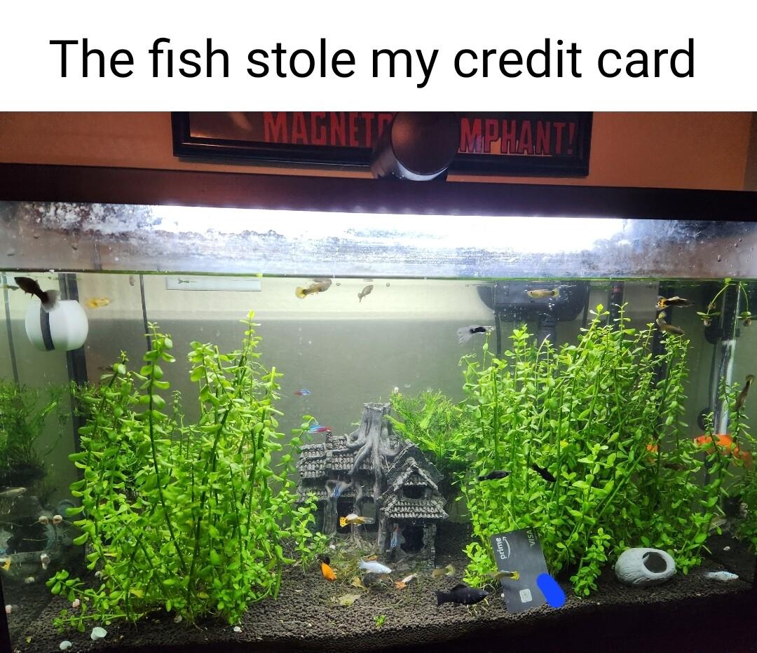 The fish stole my credit card A