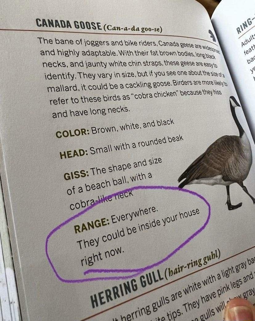 CANRDA GOQSE Can a The bane of oggsrs and oike fcers Commnmon s and highly adaptable Withther o brownbotes mpe E ok and ity White Shin Srans e s e identify They vary insize but f you S0 one A esu Frallard it could be a cacking gose B sarten refer tothese birds a5 cobracherert ecaueeyts and have long necks wihite andpieck da goo se