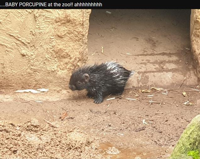 BABY PORCUPINE at the zoo ahhhhhhhhh