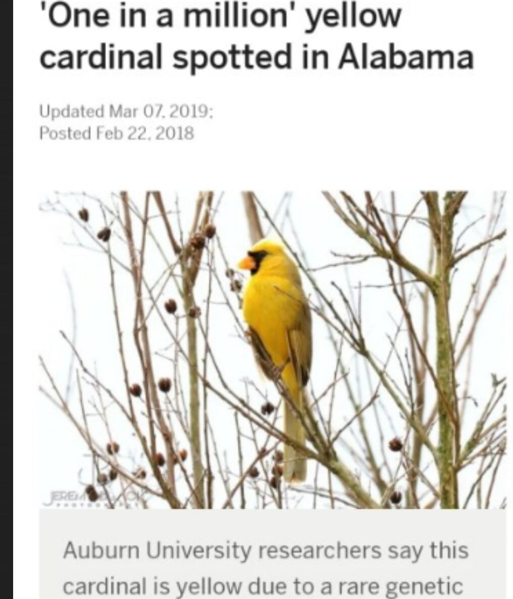 'One in a million' yellow cardinal spotted in Alabama. Updated Mar 07, 2019; Posted Feb 22, 2018. Auburn University researchers say this cardinal is yellow due to a rare genetic condition.