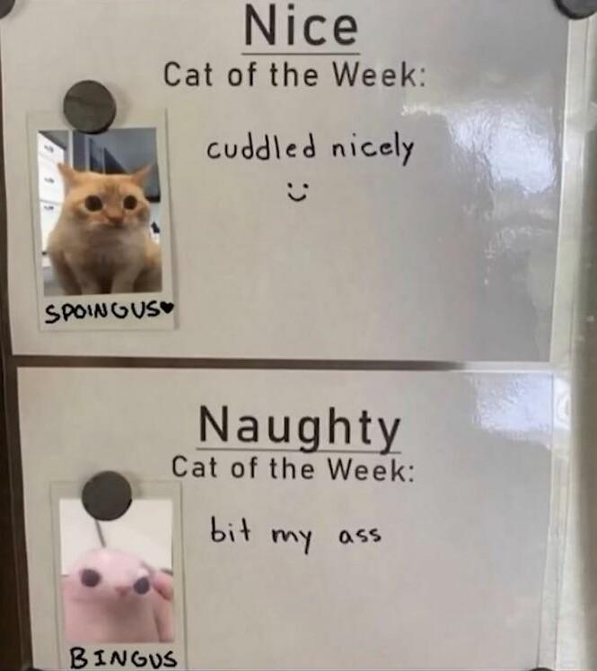 Nice Cat of the Week N cuddled nicely Naughty at of the Week o bit my ass _ BINGLS