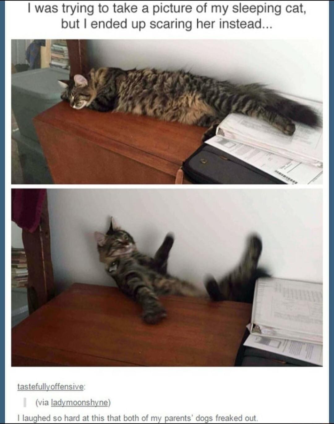 I was trying to take a picture of my sleeping cat but I ended up scaring her instead