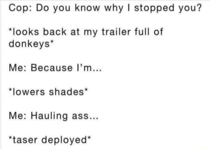 Cop: Do you know why I stopped you? *looks back at my trailer full of donkeys* Me: Because I'm... *lowers shades* Me: Hauling ass... *taser deployed*