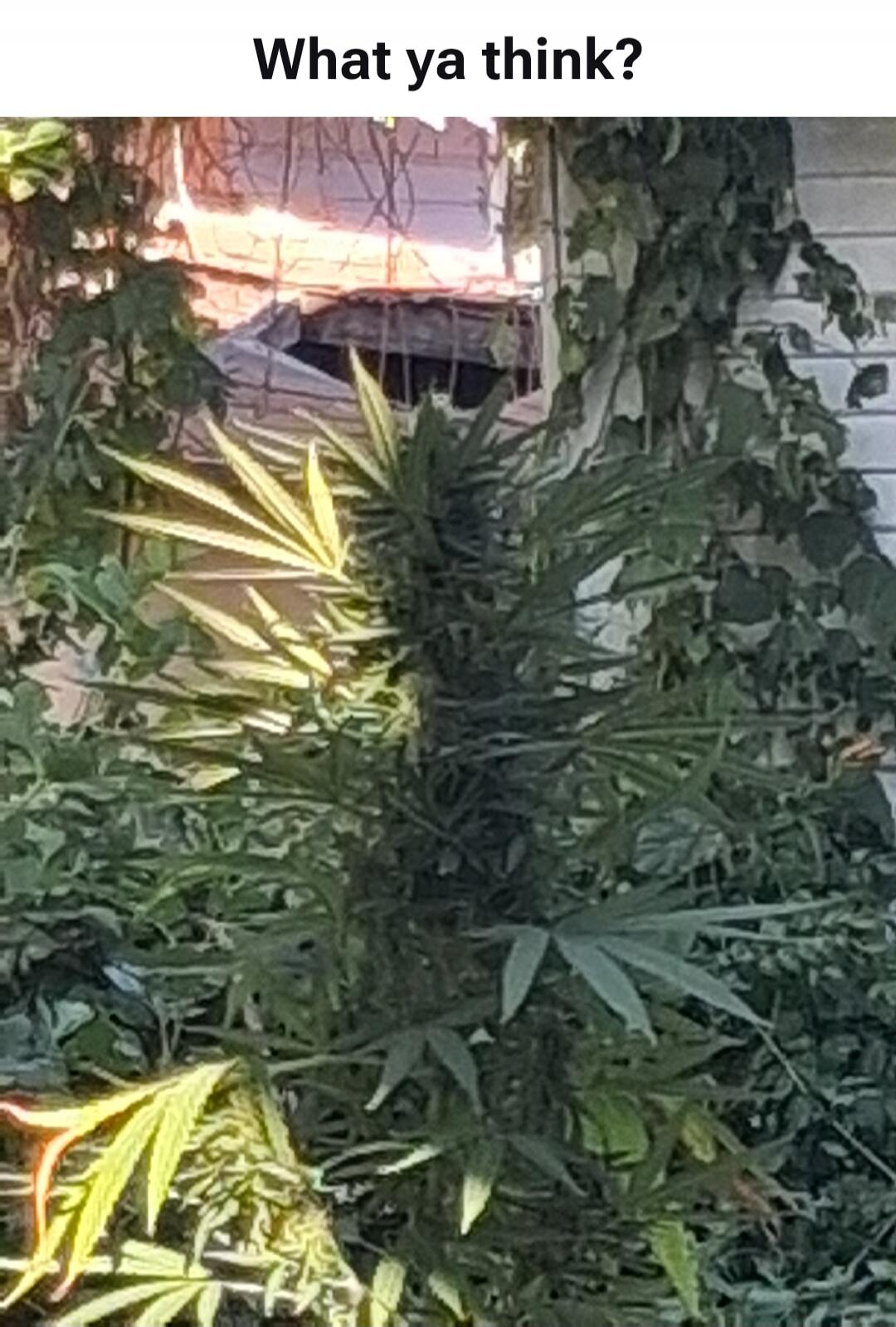 What ya think?