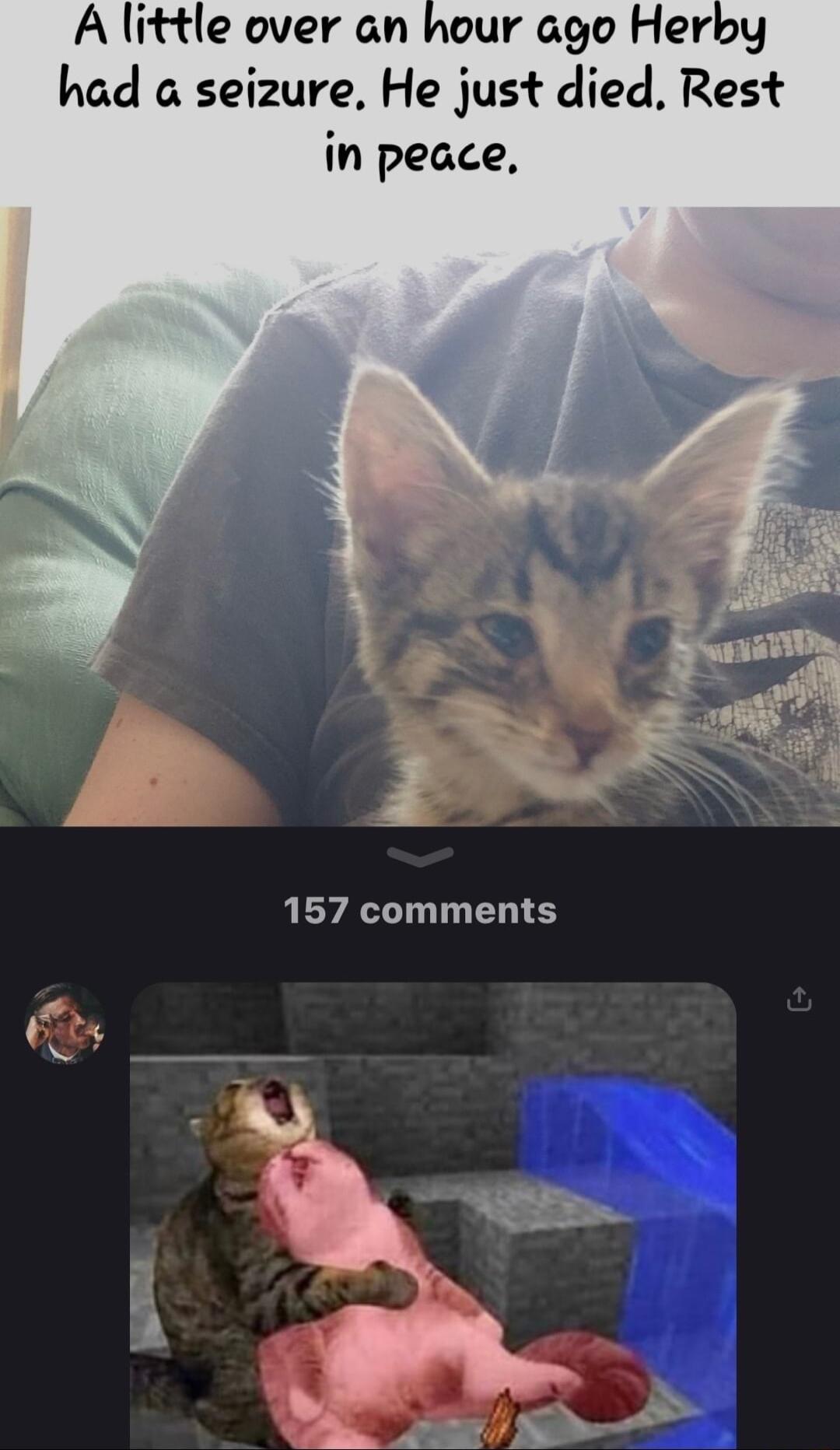 A little over an hour ago Herby had a seizure He just died Rest in peace