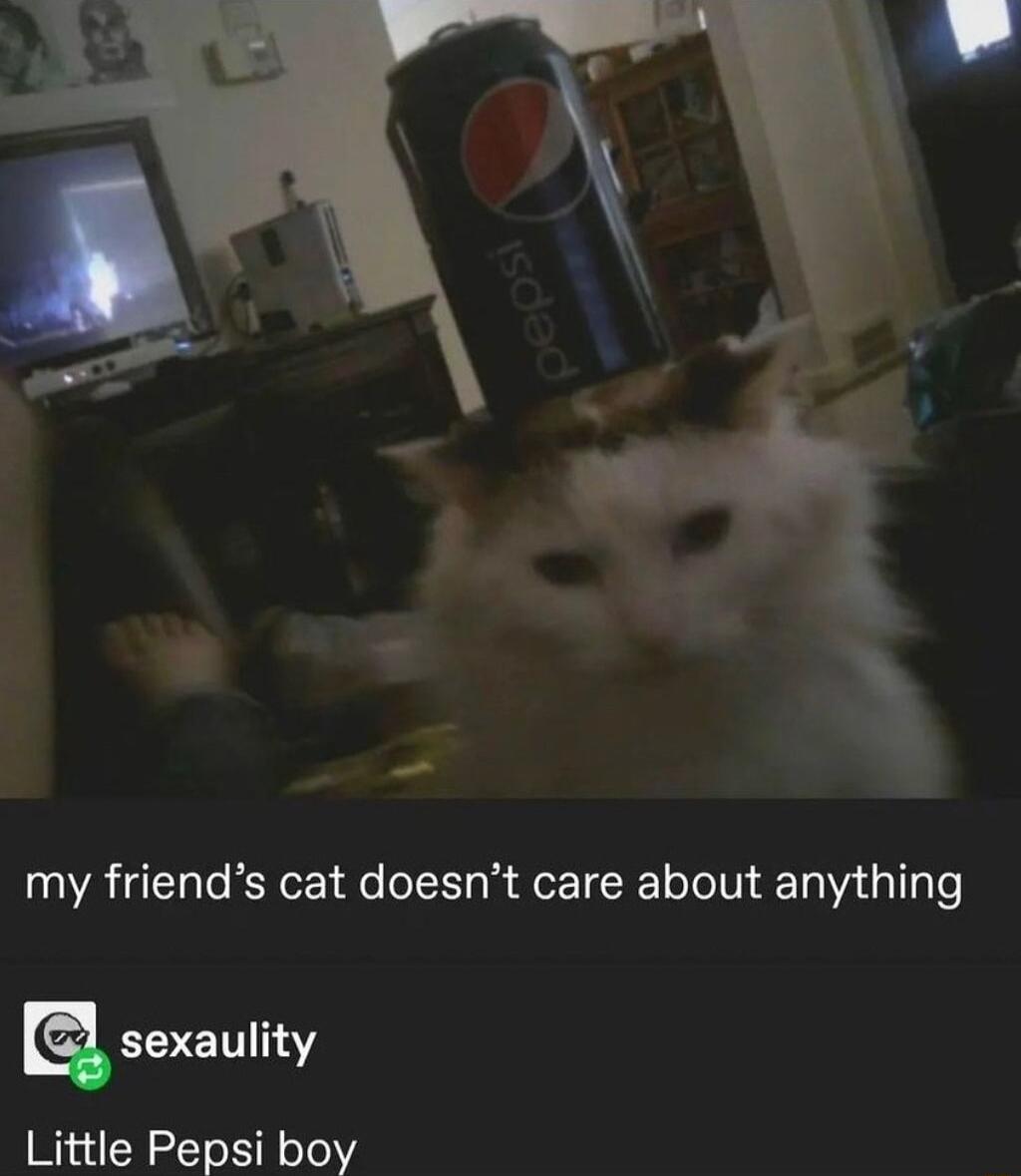 my friends cat doesnt care about anything sexaulity Little Pepsi boy