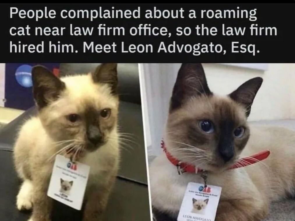 People complained about a roaming cat near law firm office so the law firm hired him Meet Leon Advogato Esq