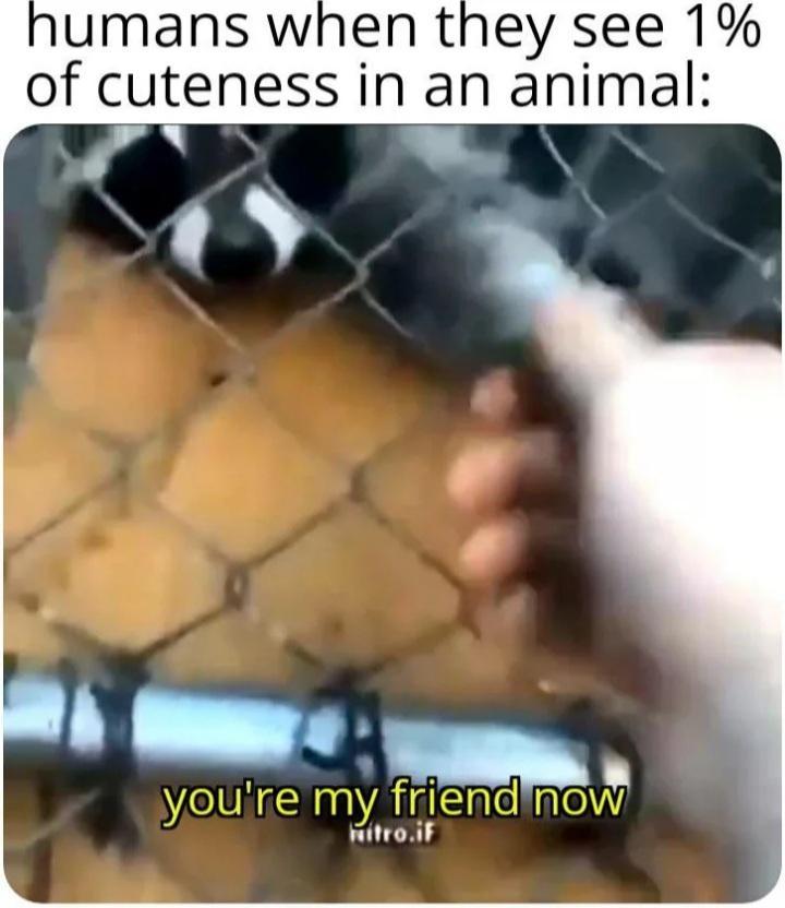 umans when they see 1 of cuteness in an animal AP N