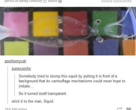 poorhomyeat sunscorchx Somebody tried to stump this squid by putting tin front of a background that its camouflage mechanisms could never hope to imitate Soit tumed itself transparent stick it to the man Squid