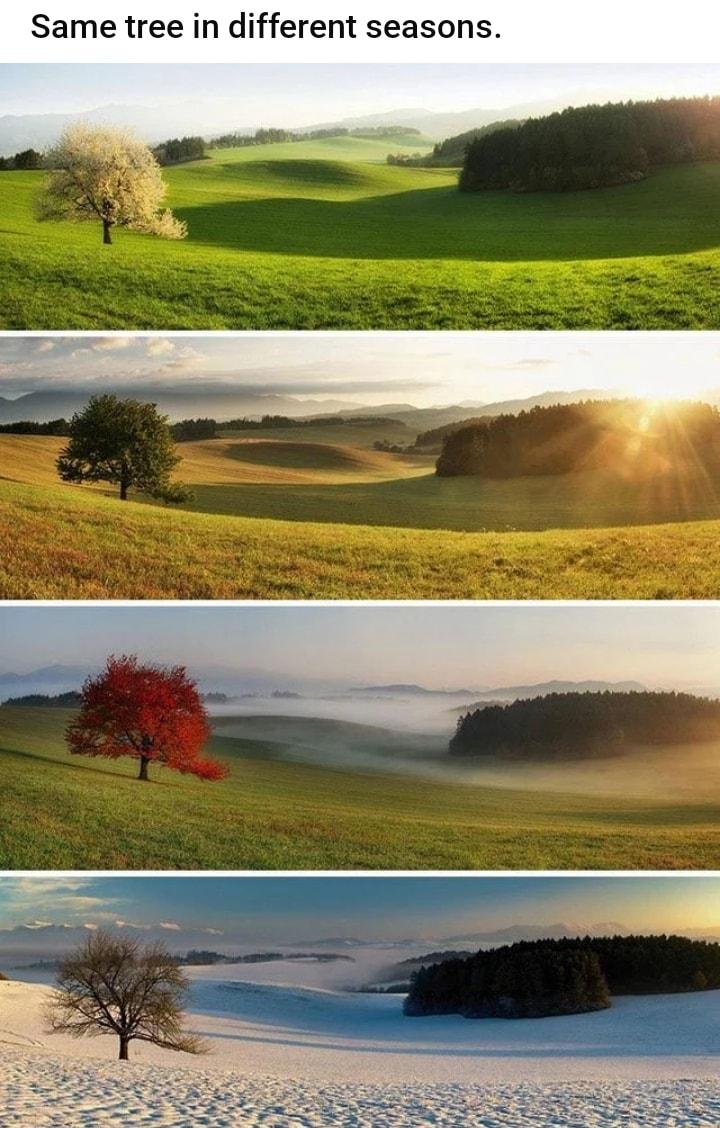 Same tree in different seasons