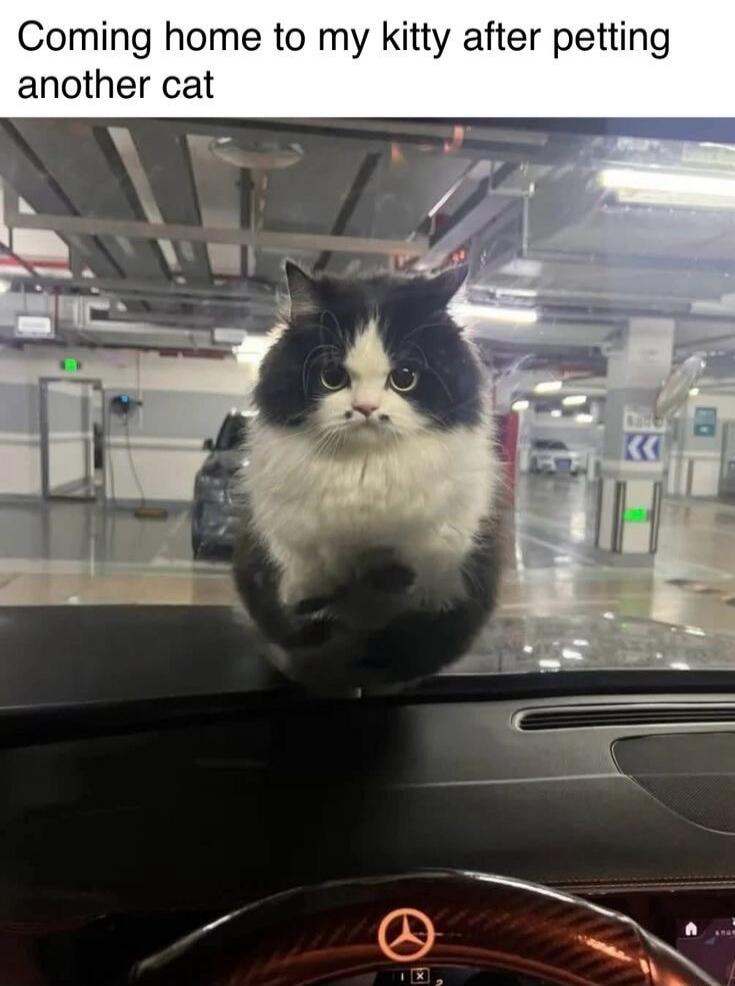 Coming home to my kitty after petting another cat