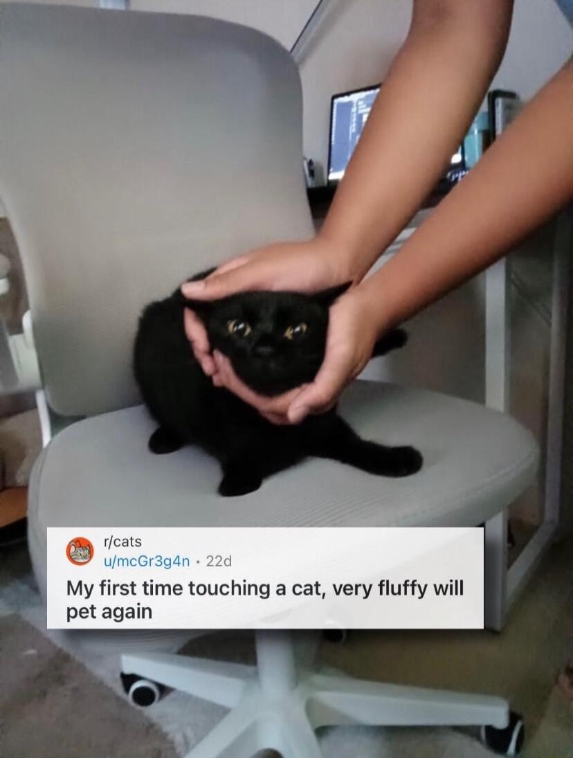 My first time touching a cat very fluffy will pet again