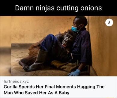 Damn ninjas cutting onions furfrier Gorilla Spends Her Final Moments Hugging The Man Who Saved Her As A Baby