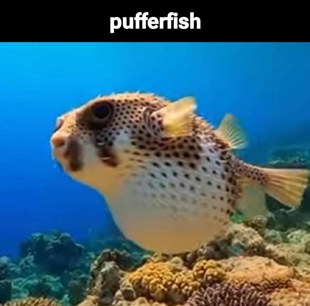 pufferfish