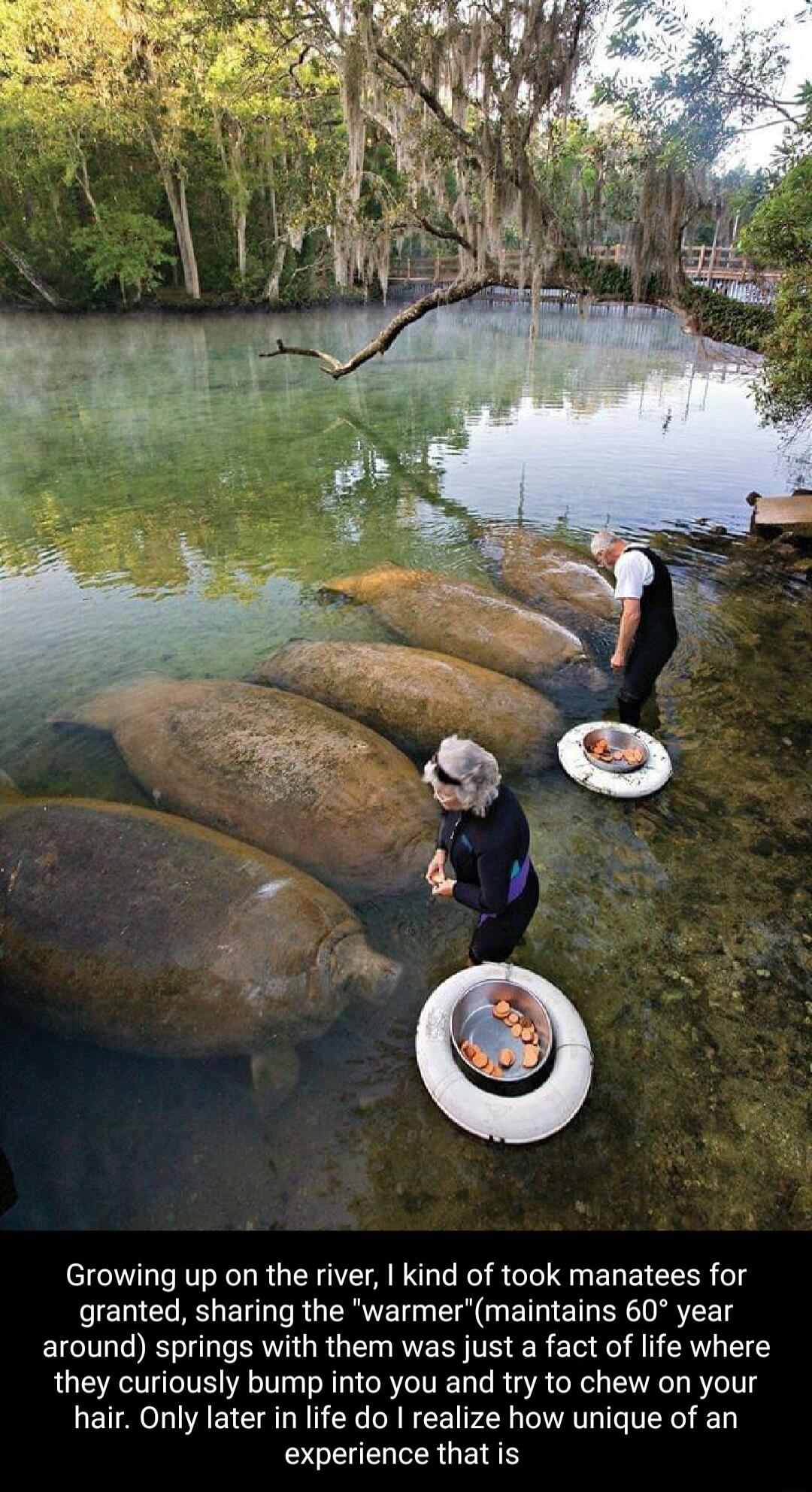 Growing up on the river kind of took manatees for granted sharing the warmermaintains 60 year around springs with them was just a fact of life where they curiously bump into you and try to chew on your hair Only later in life do realize how unique of an experience that is
