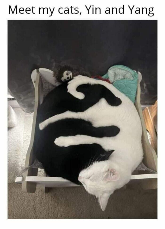 Meet my cats Yin and Yang