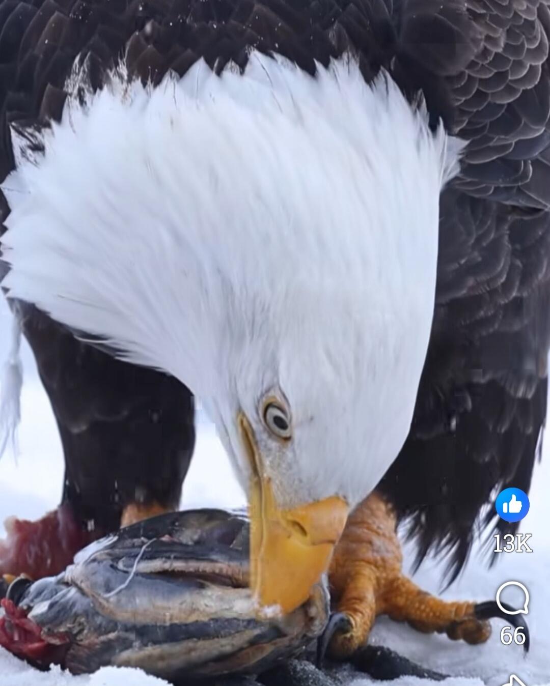 A close-up shot of a bald eagle grabbing and eating a fish.
