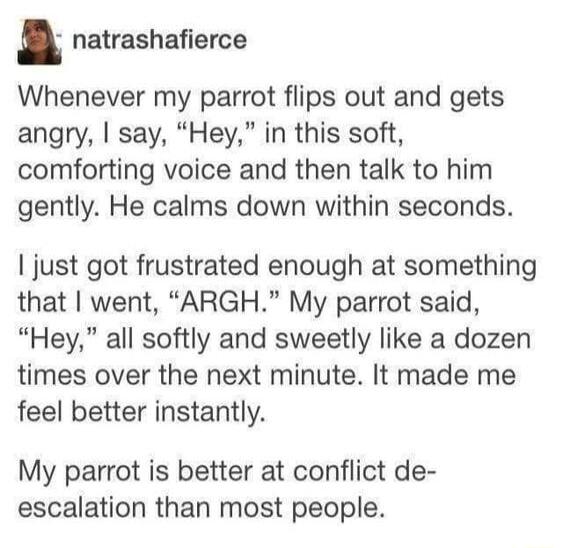 natrashafierce Whenever my parrot flips out and gets angry say Hey in this soft comforting voice and then talk to him gently He calms down within seconds just got frustrated enough at something that went ARGH My parrot said Hey all softly and sweetly like a dozen times over the next minute It made me feel better instantly My parrot is better at conflict de escalation than most people