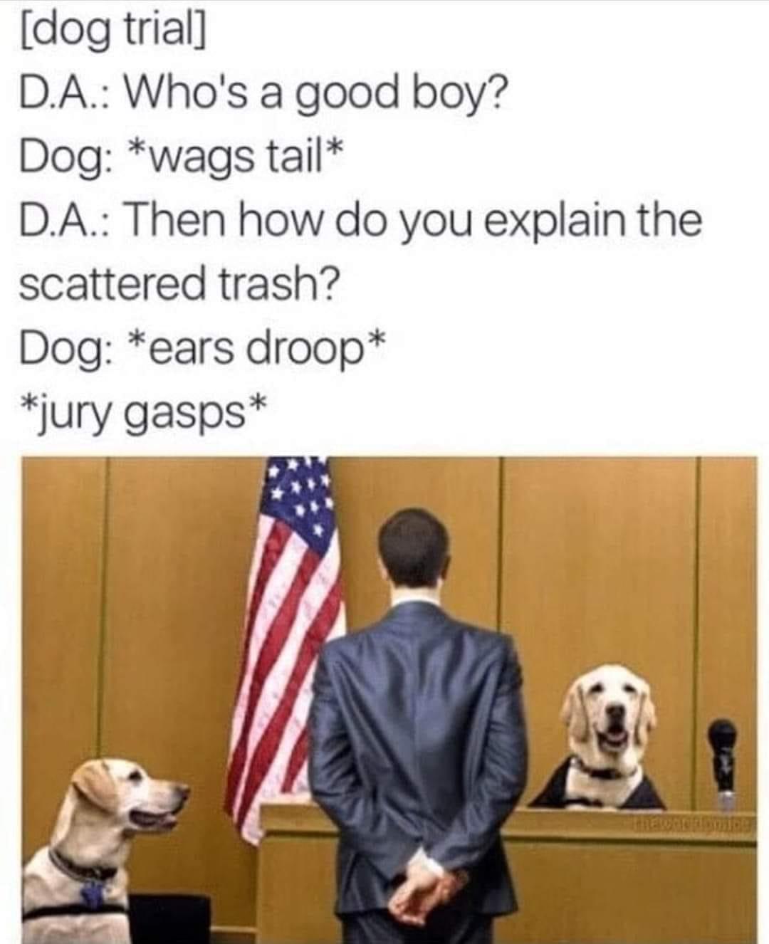 dog trial DA Whos a good boy Dog wags tail DA Then how do you explain the scattered trash Dog ears droop jury gasps