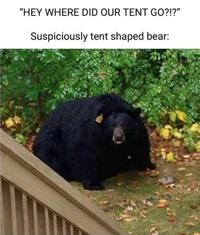 HEY WHERE DID OUR TENT GO Suspiciously tent shaped bear