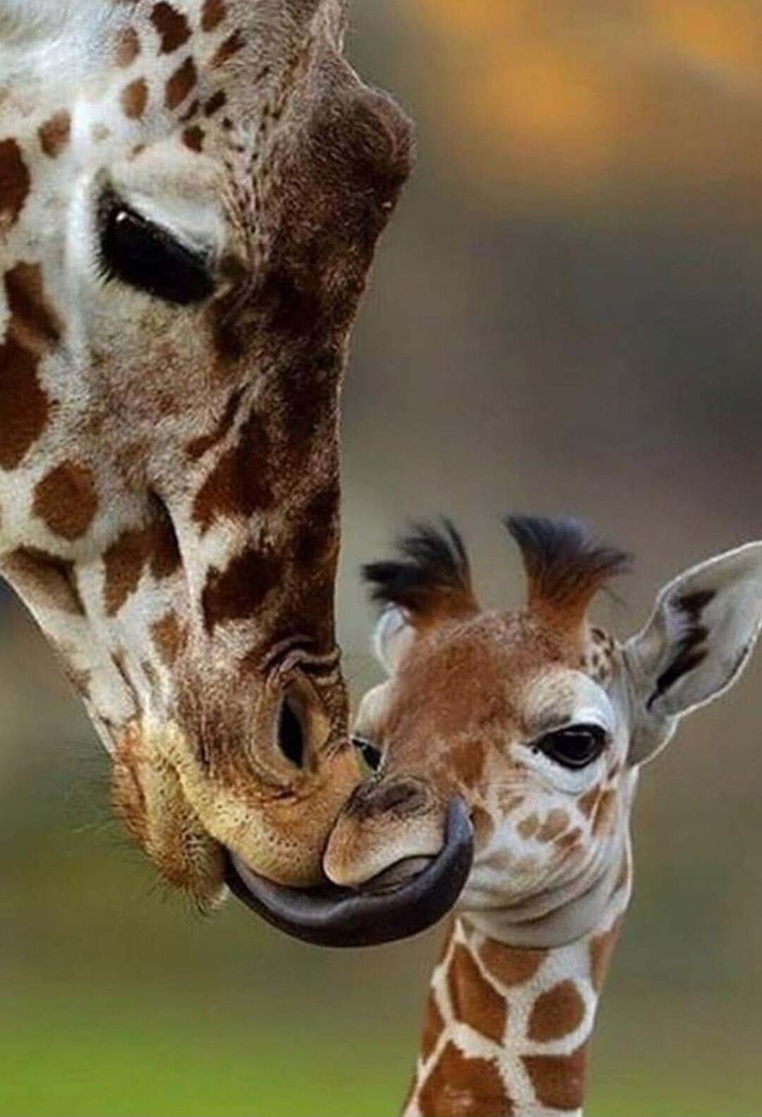 An adult giraffe and a baby giraffe touch noses.