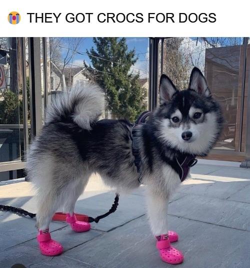 THEY GOT CROCS FOR DOGS