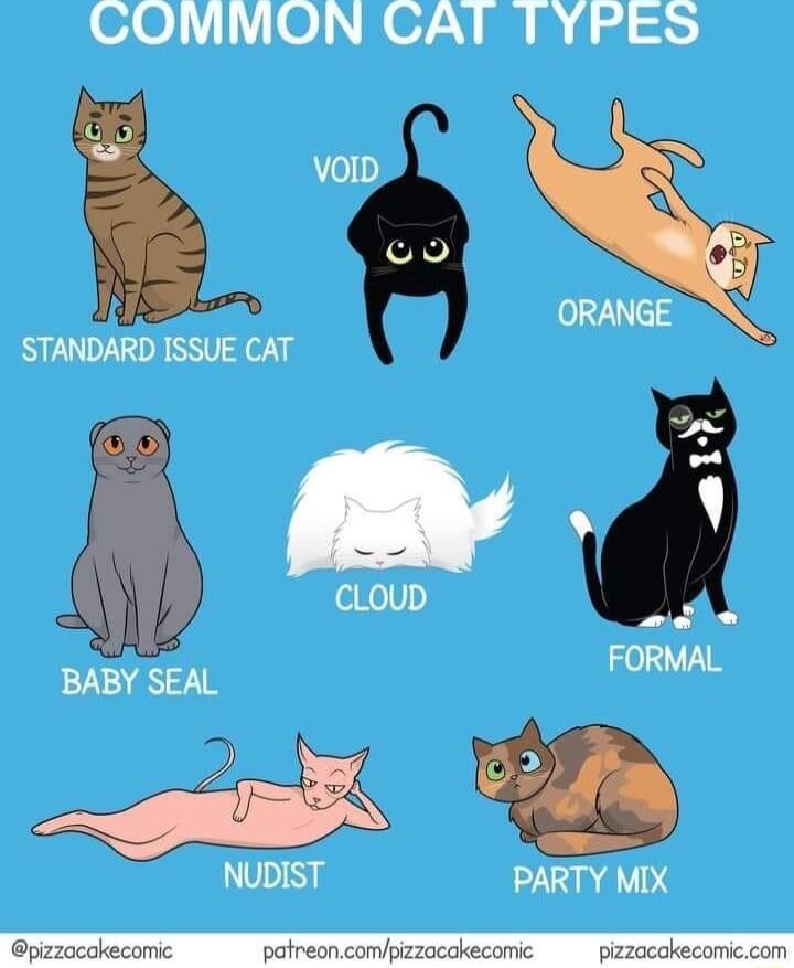 10101110 R O7 Y B I g 5 K ORANGE STANDARD ISSUE CAT CLOUD FORMAL BABY SEAL NUDIST PARTY MIX pizzocakecomic patreoncompizzacakecomc pizzacakecomiccom