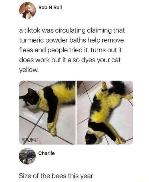 Rob N Roll a tiktok was circulating claiming that turmeric powder baths help remove fleas and people tried it turns out it does work but it also dyes your cat yellow e Charlie Size of the bees this year