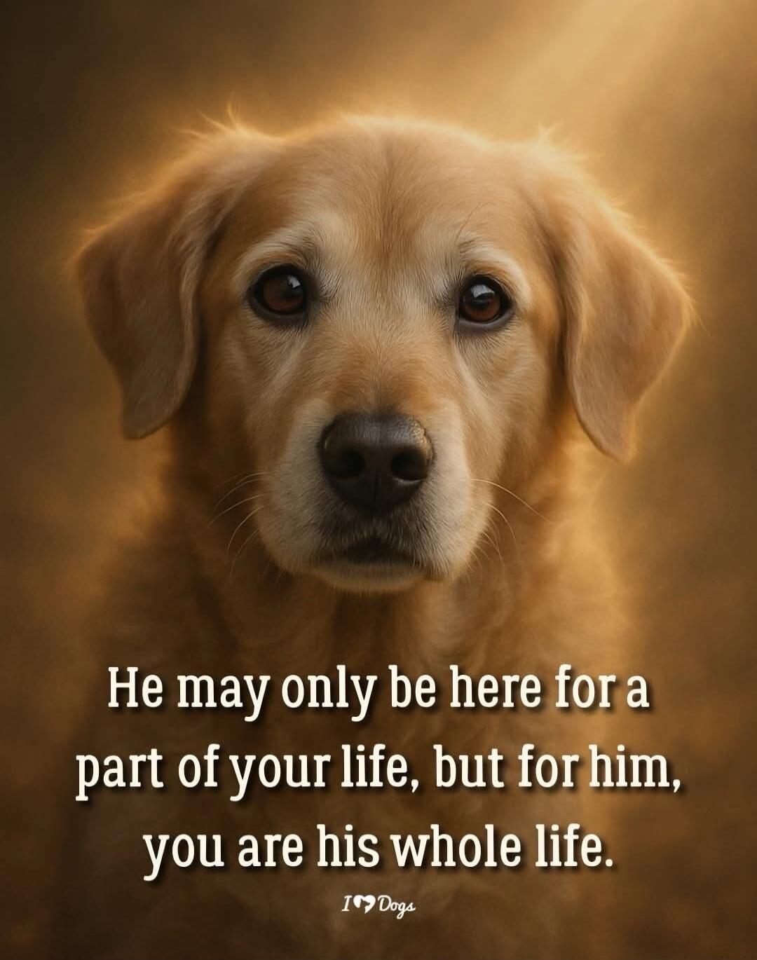 He may only be here for a part of your life, but for him, you are his whole life. I love Dogs.